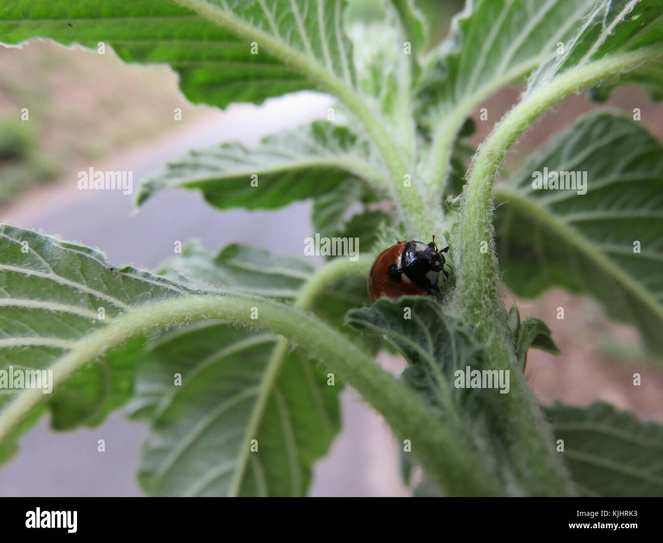 Una piccolo insetto su una pianta lei fa veramente bene alle pianta perché mangia gli afidi cosi facendo salva la pianta Stock Photo