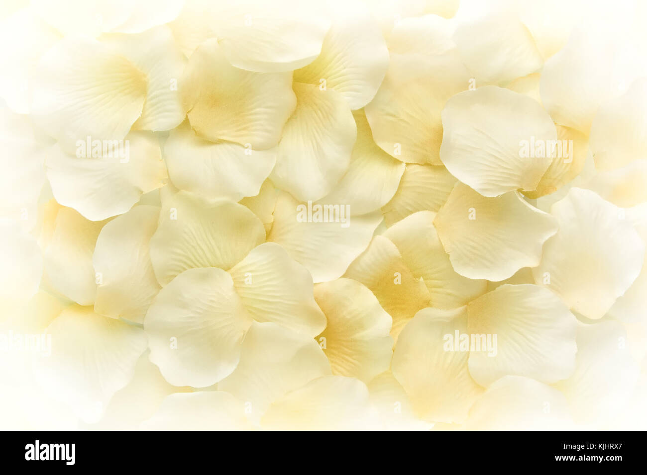 background texture of natural pale yellow flower petals piled loose in heap on a white background viewed from above in soft light stock photo alamy background texture of natural pale yellow flower petals piled loose in heap on a white background viewed from above in soft light stock photo alamy