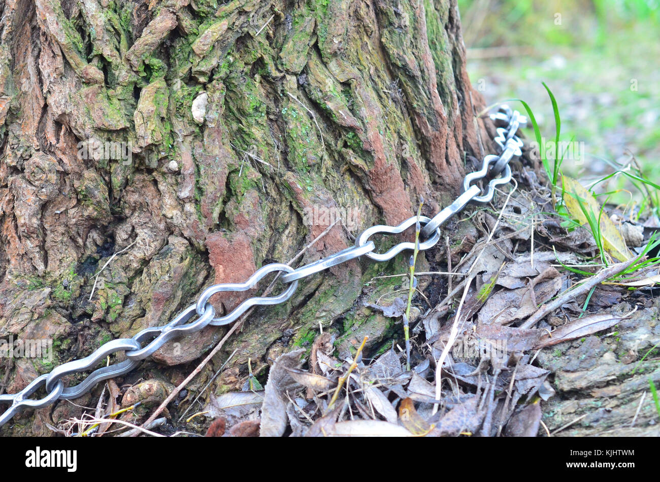 A metal chain around the tree trunk Stock Photo Alamy