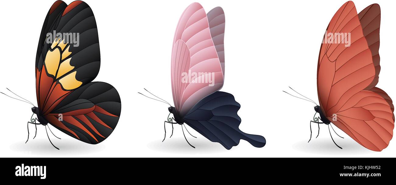 Set of colorful realistic butterflies Stock Vector Image & Art - Alamy