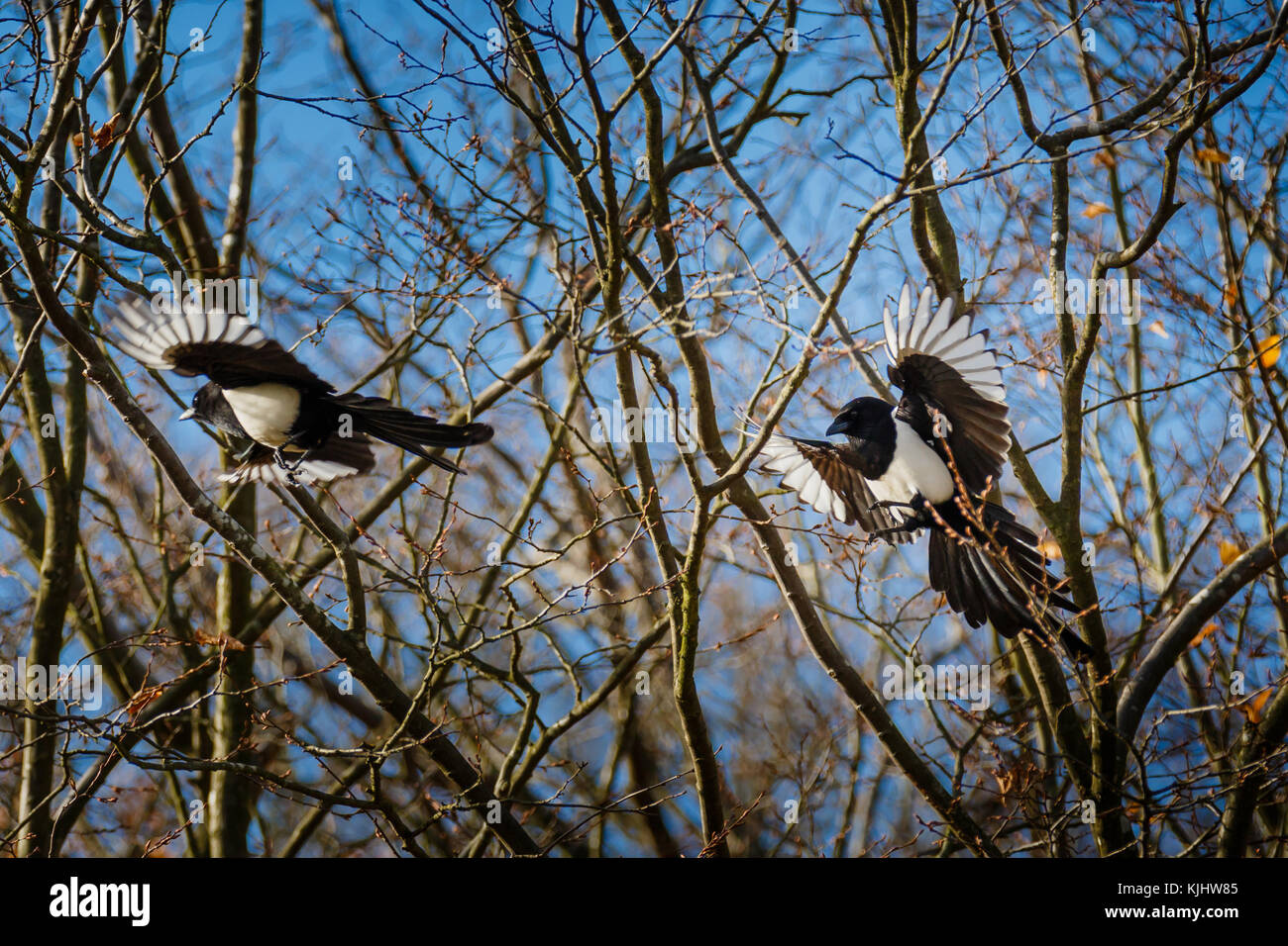 Magpie Gamer