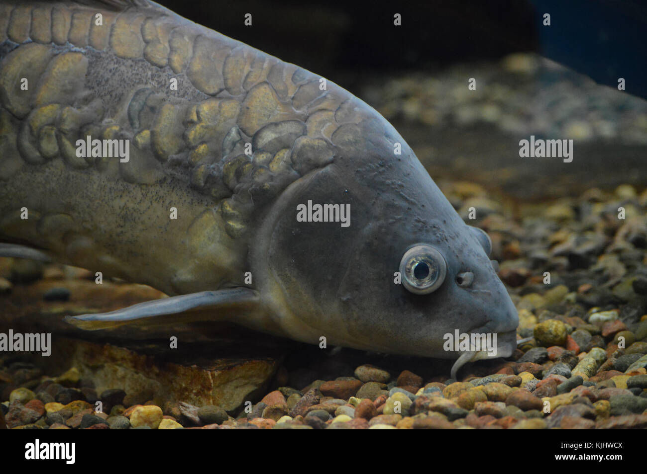 Bottom feeder fish hi-res stock photography and images - Alamy
