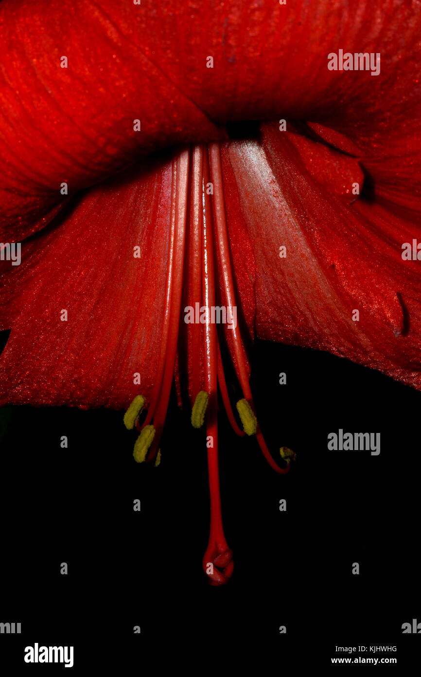 Amaryllis bloom close-up Stock Photo - Alamy