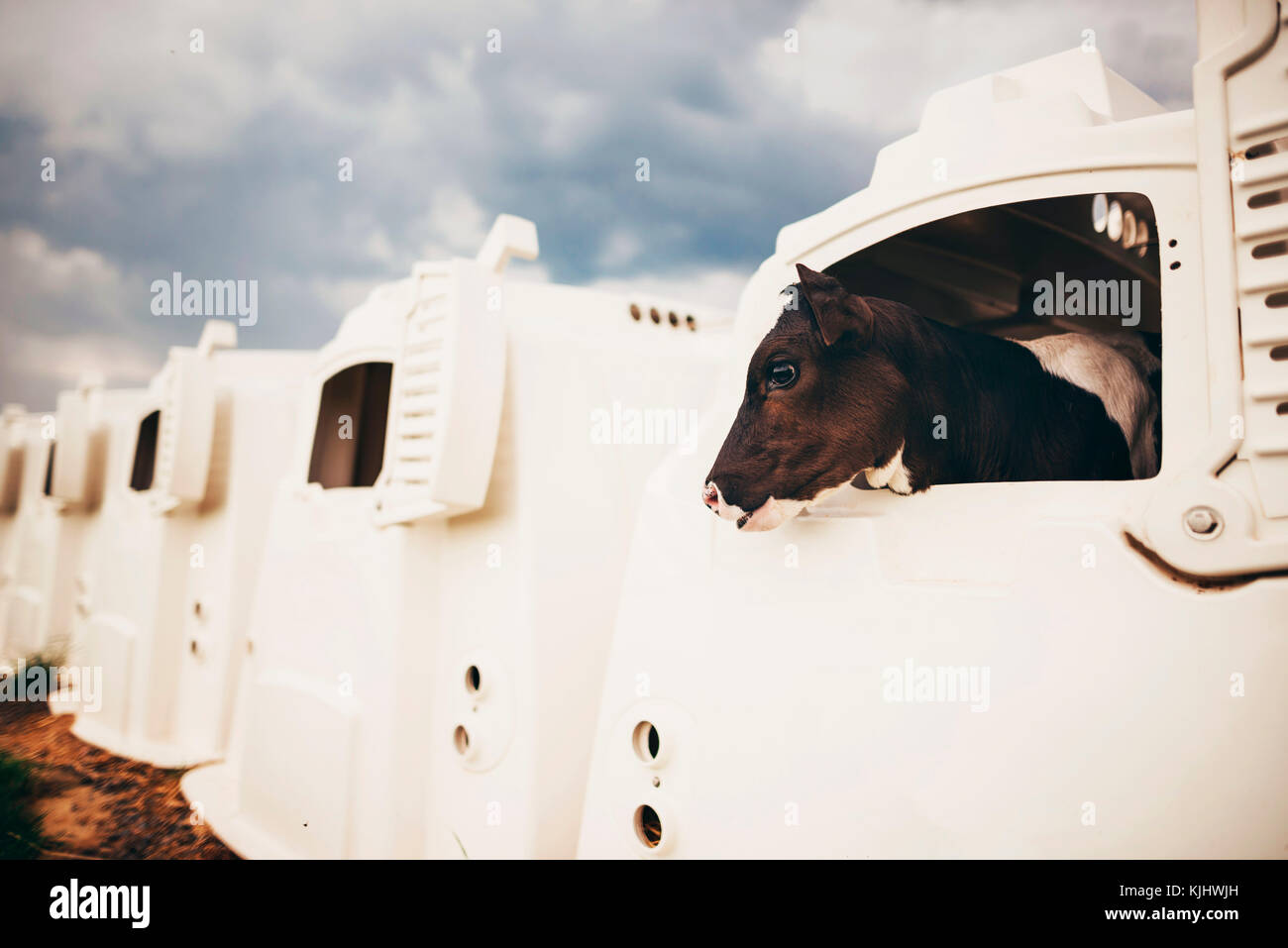 Baby cow standing in a calf hutch Stock Photo