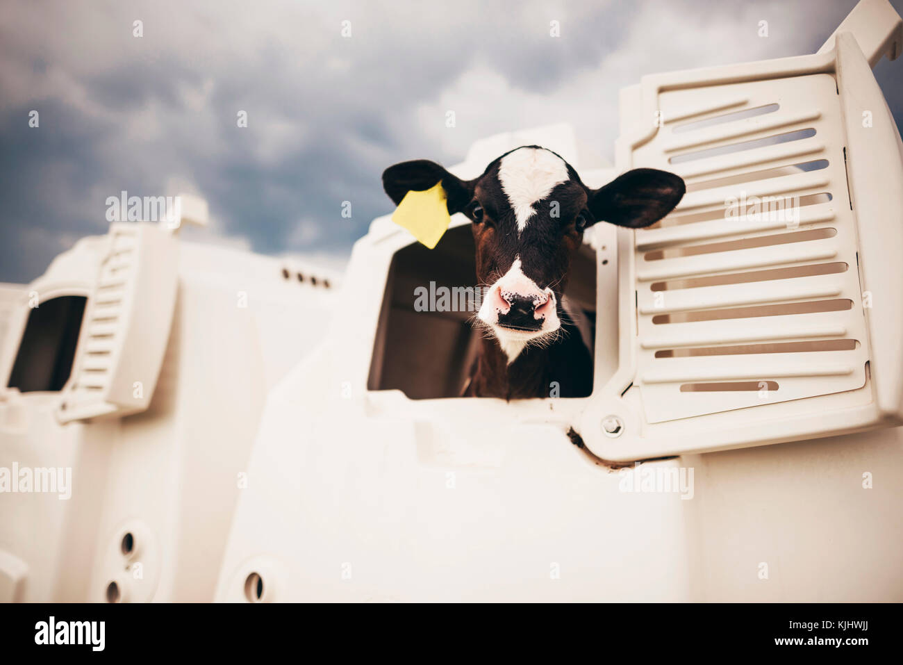 Baby cow standing in a calf hutch Stock Photo