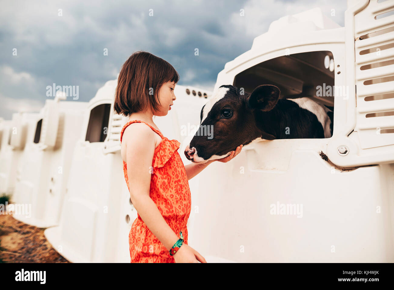 Girl stroking a baby cow in a calf hutch Stock Photo