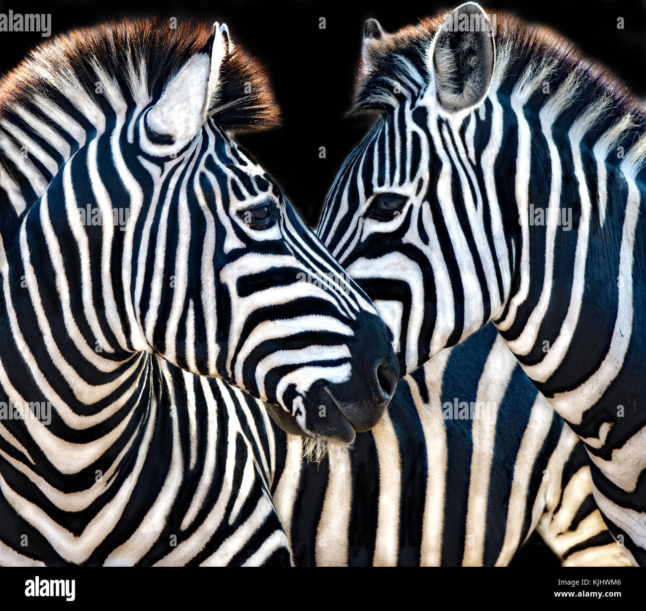 Zebra love hi-res stock photography and images - Alamy Zebra love hi-res stock photography and images - Alamy