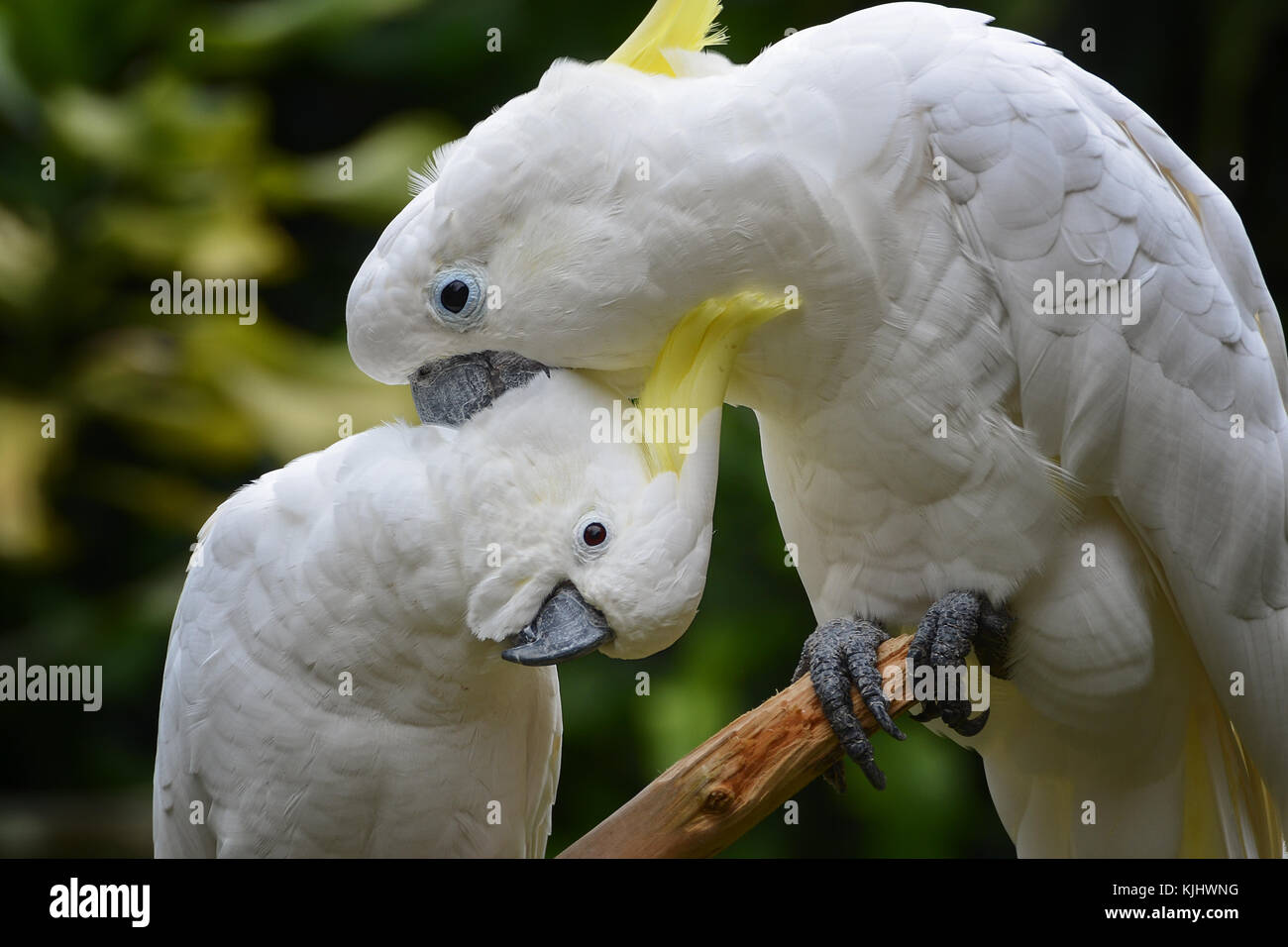 Two Yellow-crested Cockatoo birds, Bogor, West Java, Indonesia Stock Photo