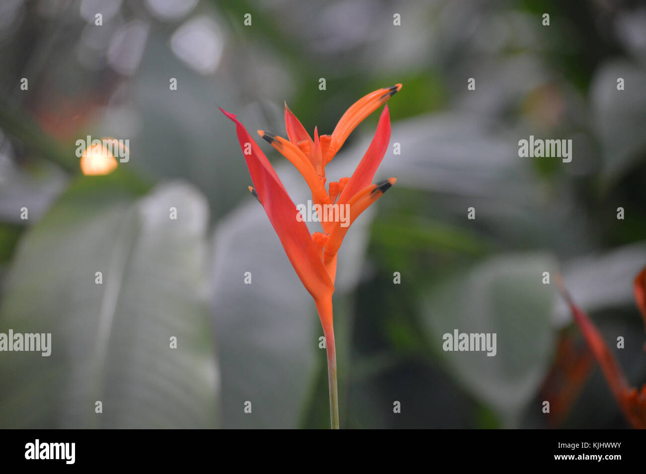 Orange tropical flower Stock Photo Alamy