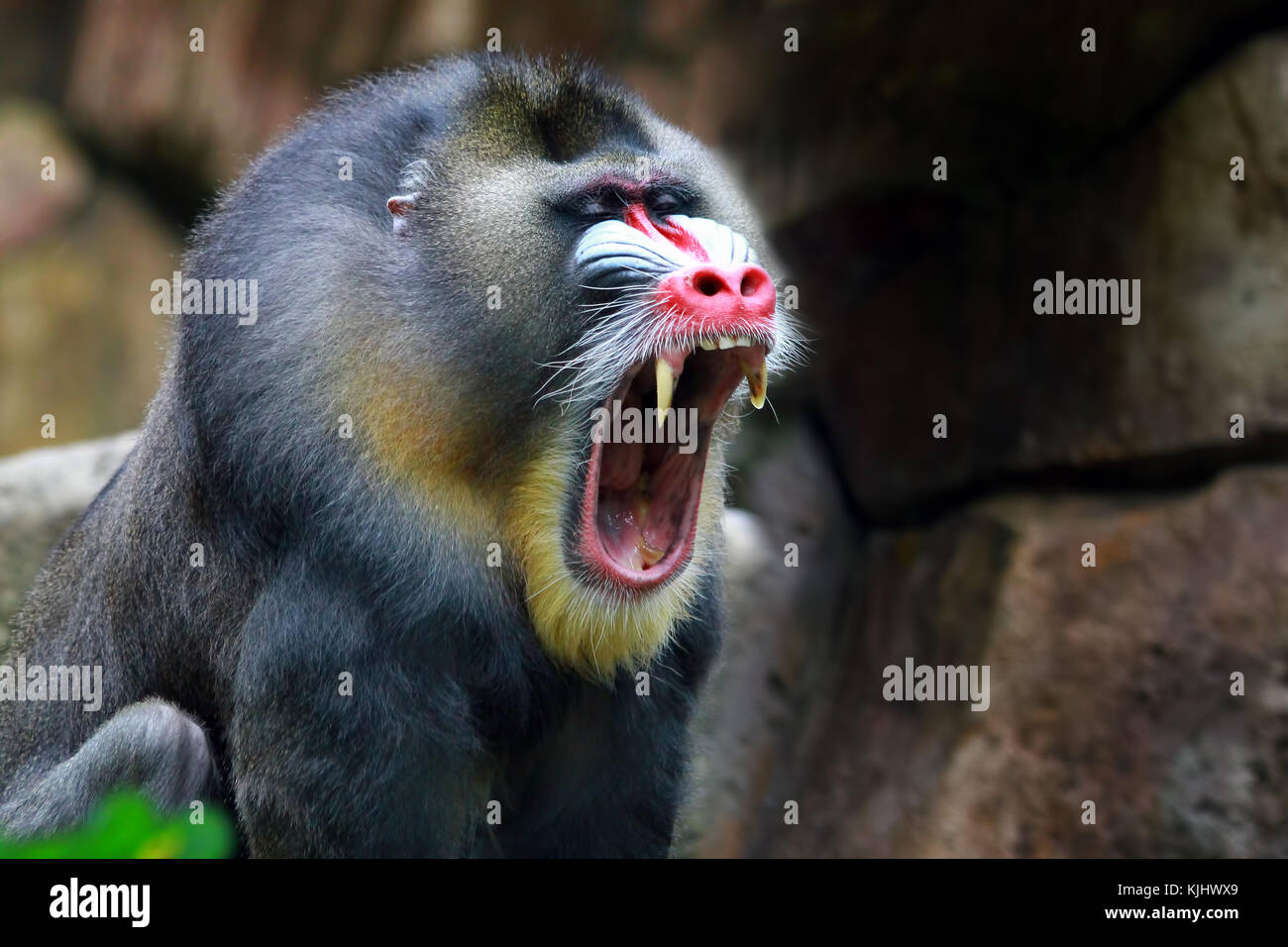 Portrait of a mandrill (Mandrillus sphinx) screaming Stock Photo