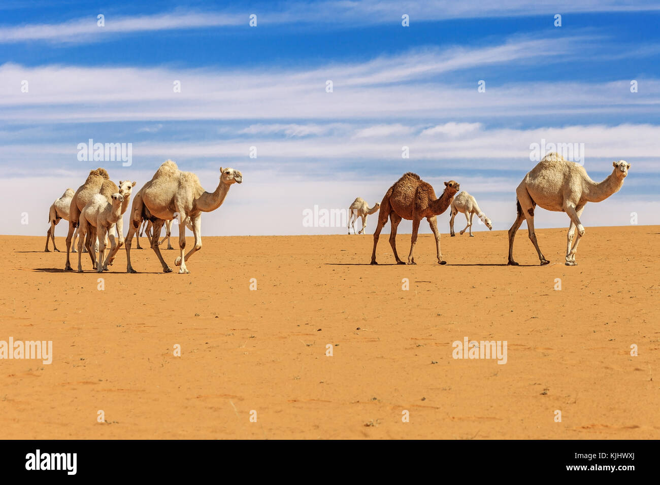 Herd of camels in the desert, Saudi Arabia Stock Photo