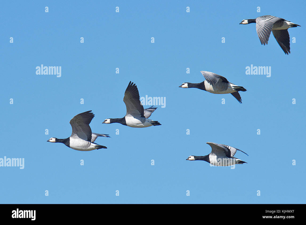 Five barnacle geese flying in sky, East Frisia, Lower Saxony, Germany Stock Photo