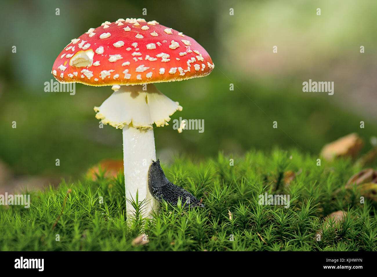 Slug crawling up a toadstool, Ihlow, Lower Saxony, Germany Stock Photo