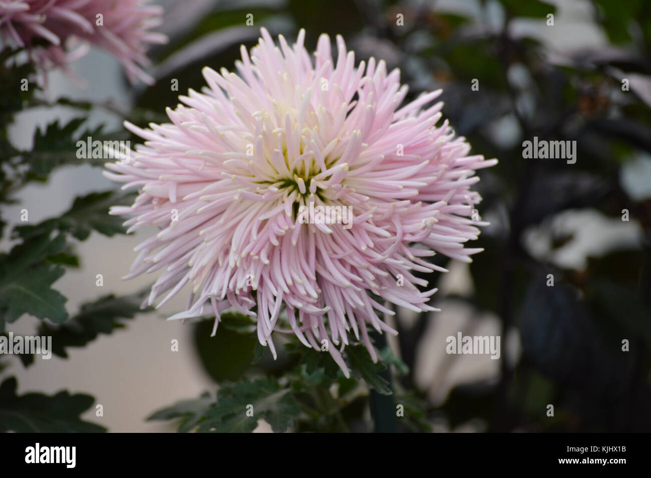 Purple flowers in the garden Stock Photo - Alamy
