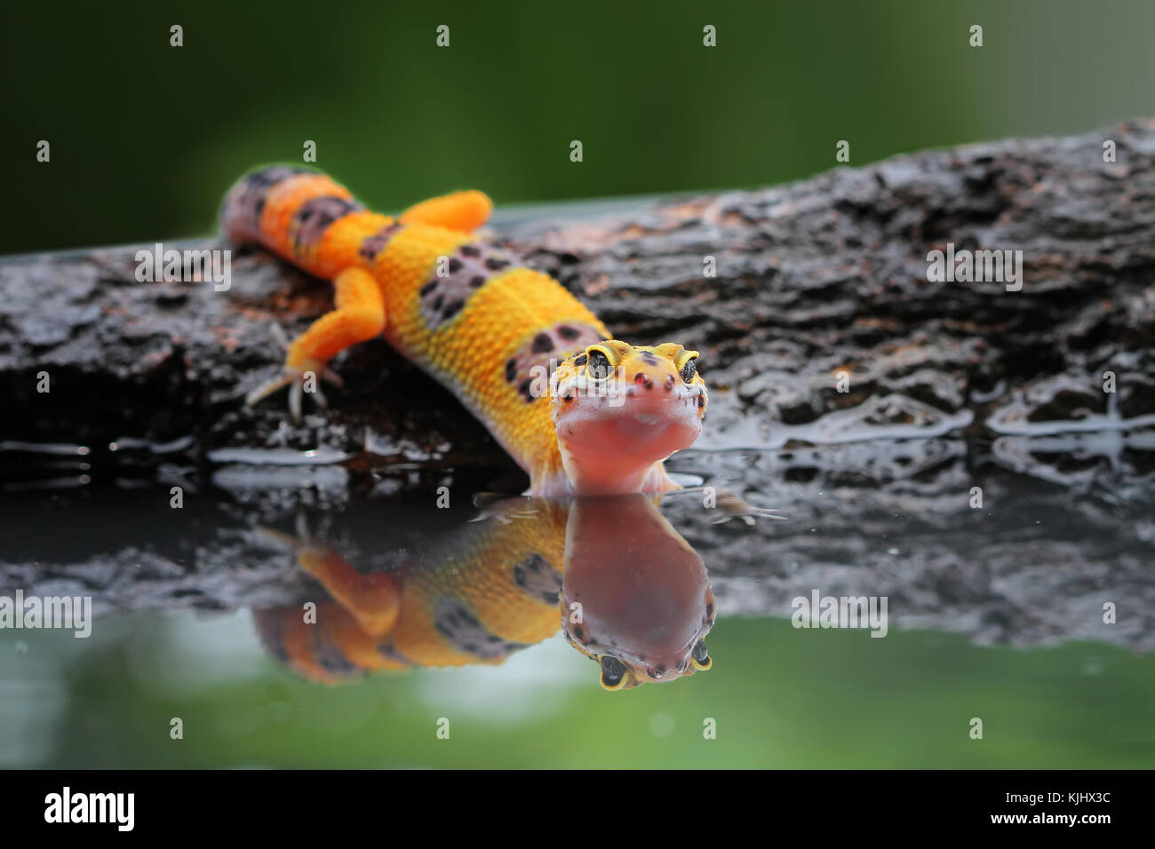 Portrait of a leopard gecko by water Stock Photo