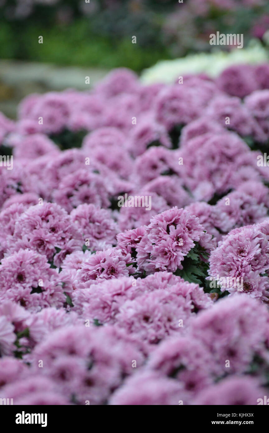 Purple flowers in the garden Stock Photo - Alamy
