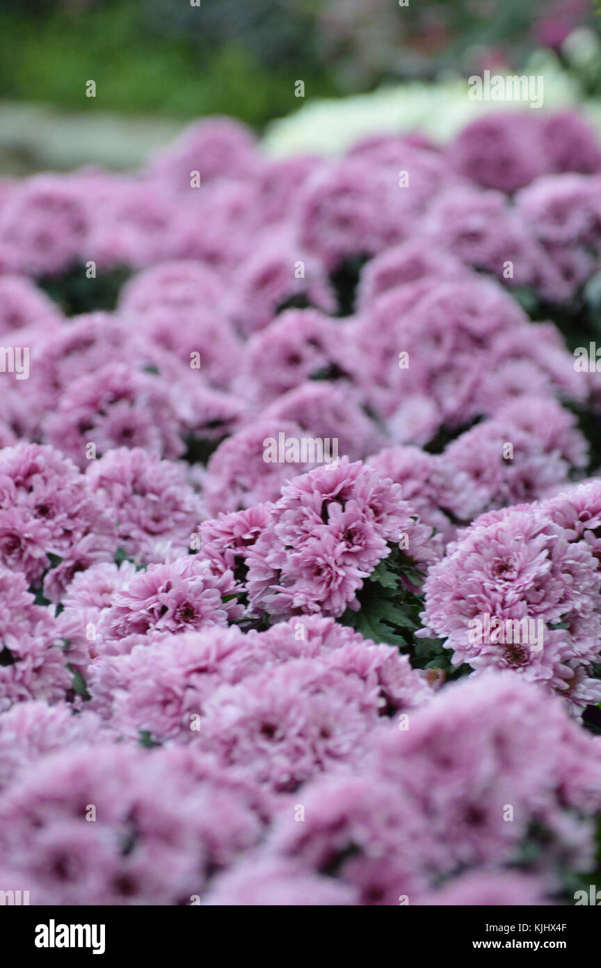 Purple flowers in the garden Stock Photo - Alamy