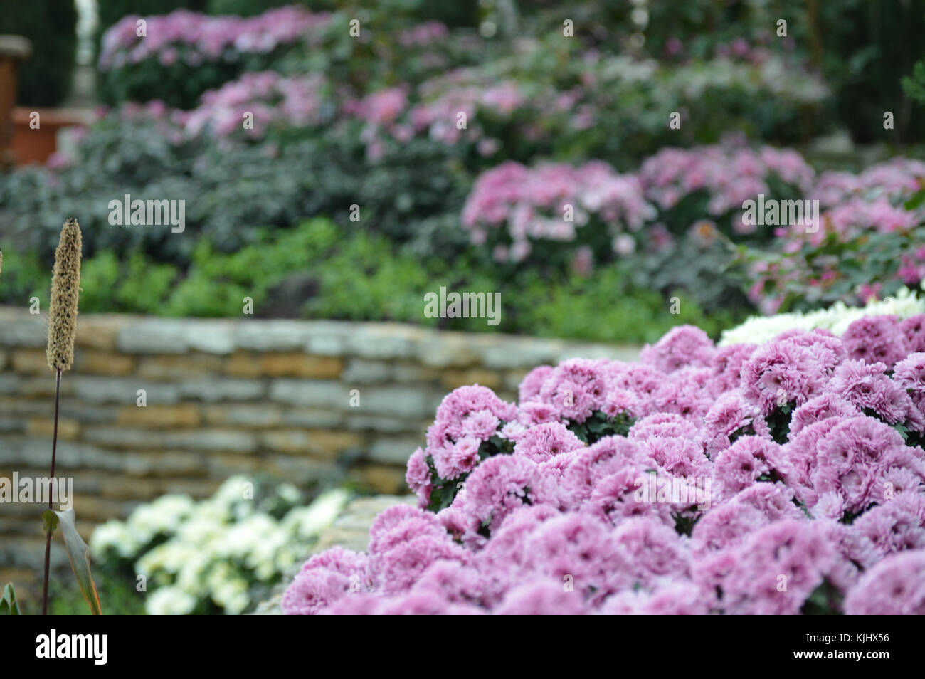 Purple flowers in the garden Stock Photo - Alamy