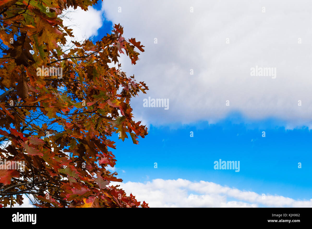 Oak autumn leaves against a background of blue, autumn sky Stock Photo ...