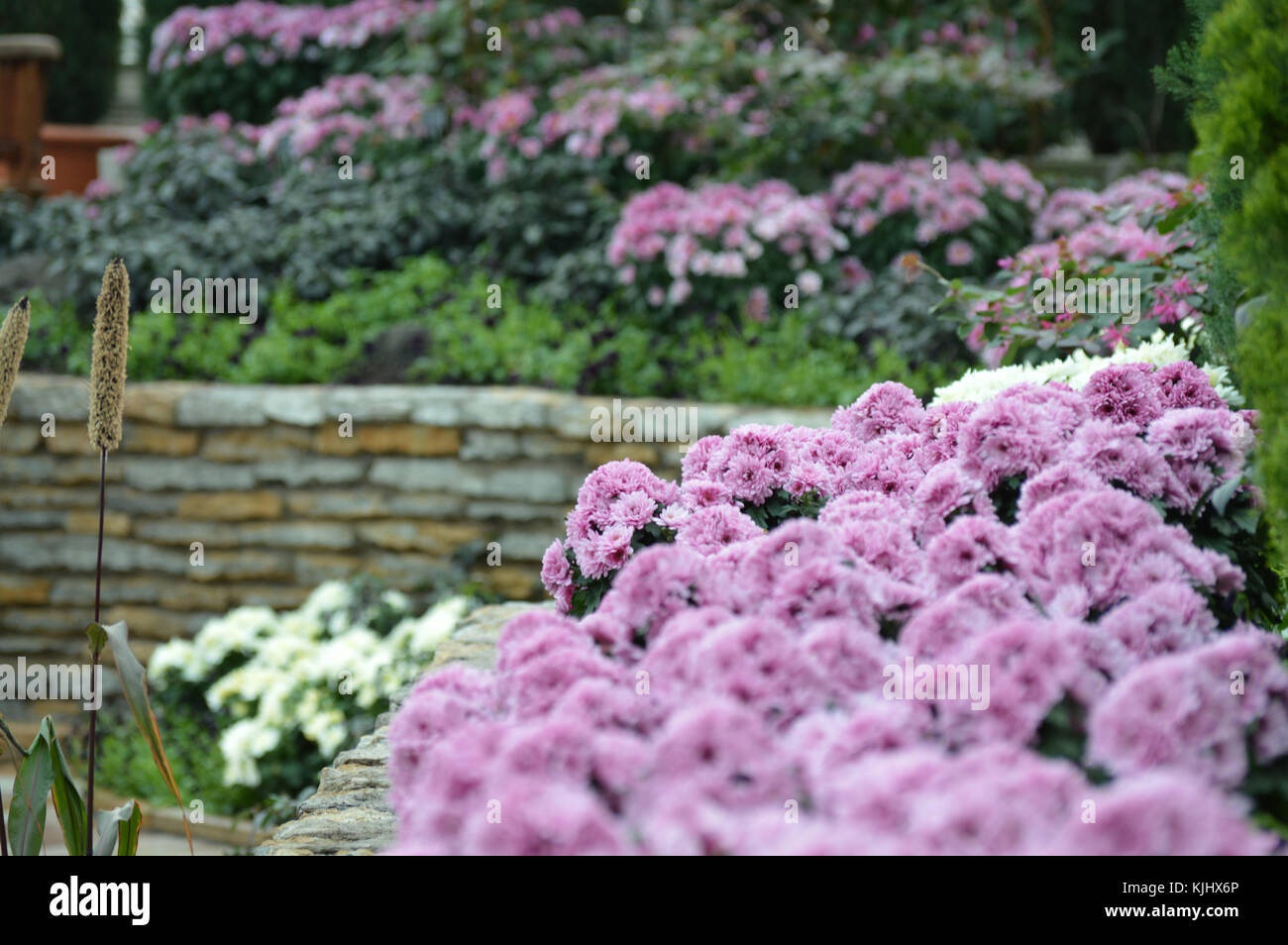 Purple flowers in the garden Stock Photo - Alamy