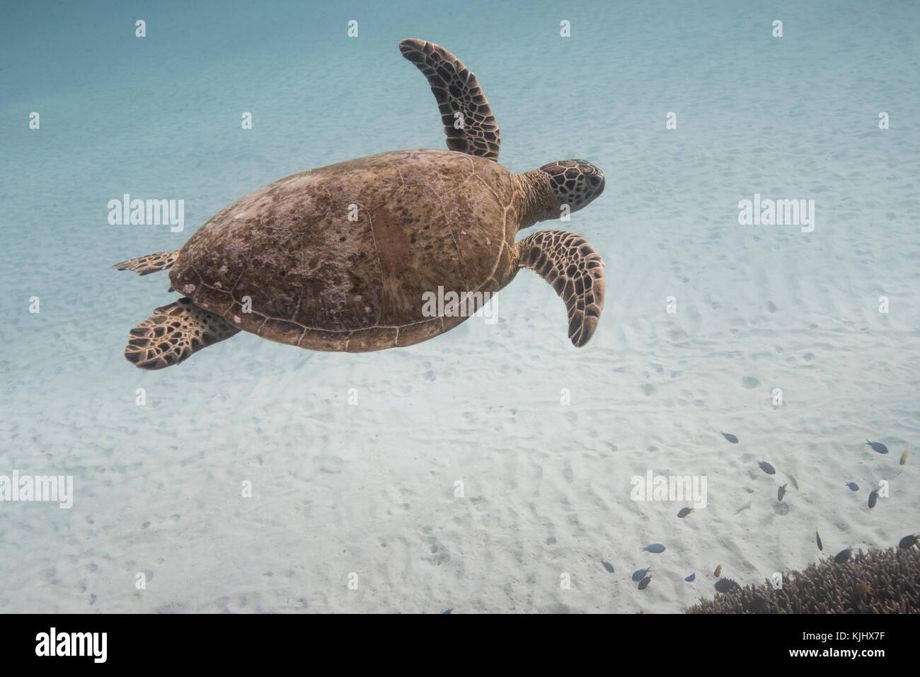 Turtle swimming underwater, Lady Elliot Island, Queensland, Australia Stock Photo