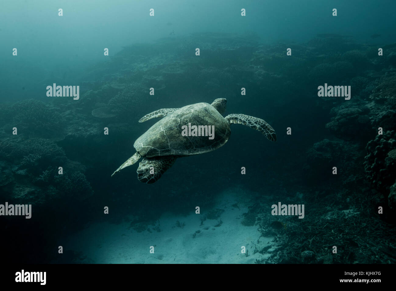 Turtle swimming underwater, Lady Elliot Island, Queensland, Australia Stock Photo