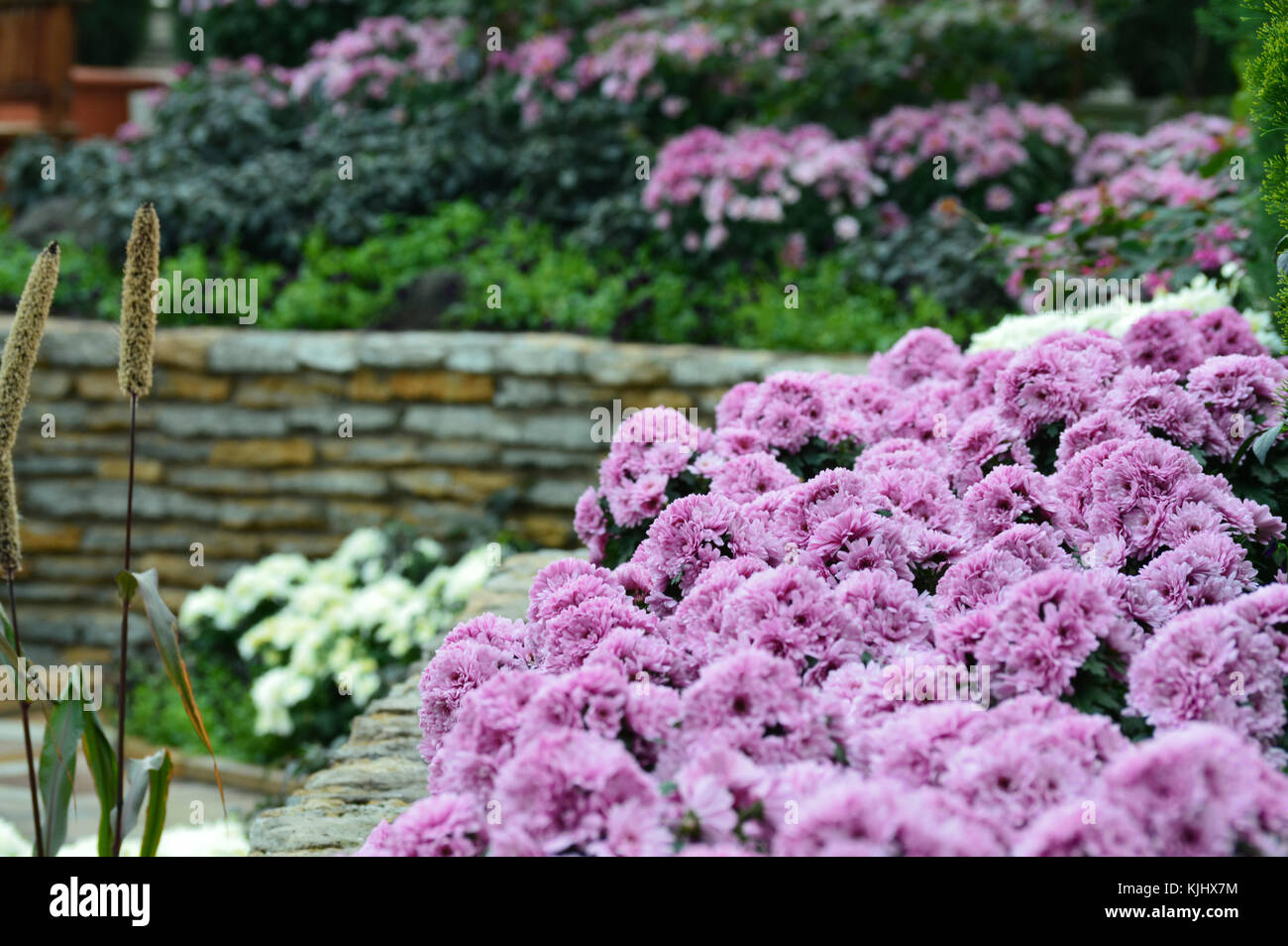 Purple flowers in the garden Stock Photo - Alamy