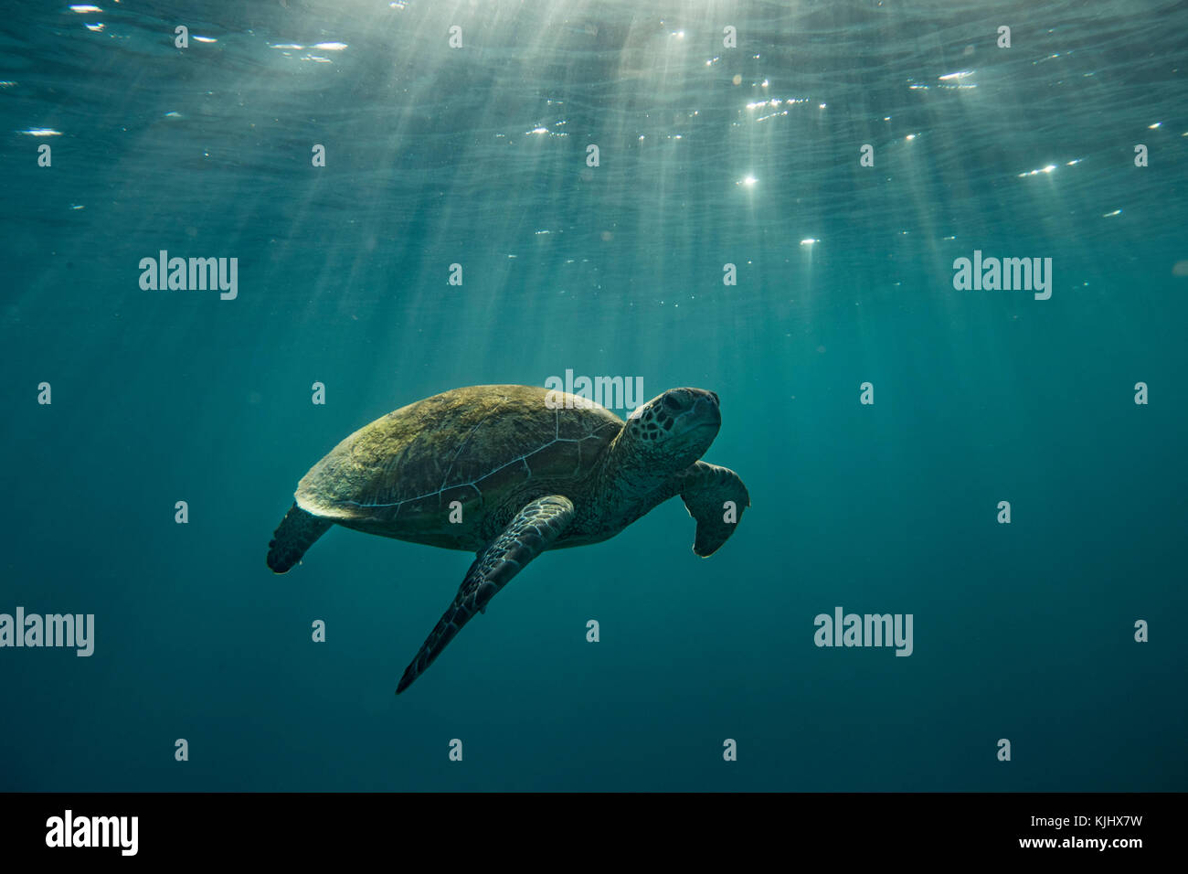 Turtle swimming underwater, Lady Elliot Island, Queensland, Australia Stock Photo