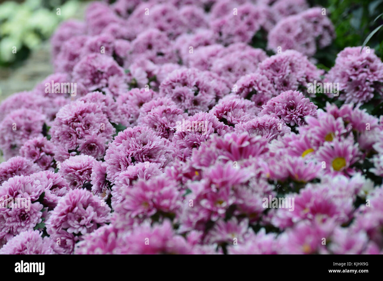 Purple flowers in the garden Stock Photo - Alamy