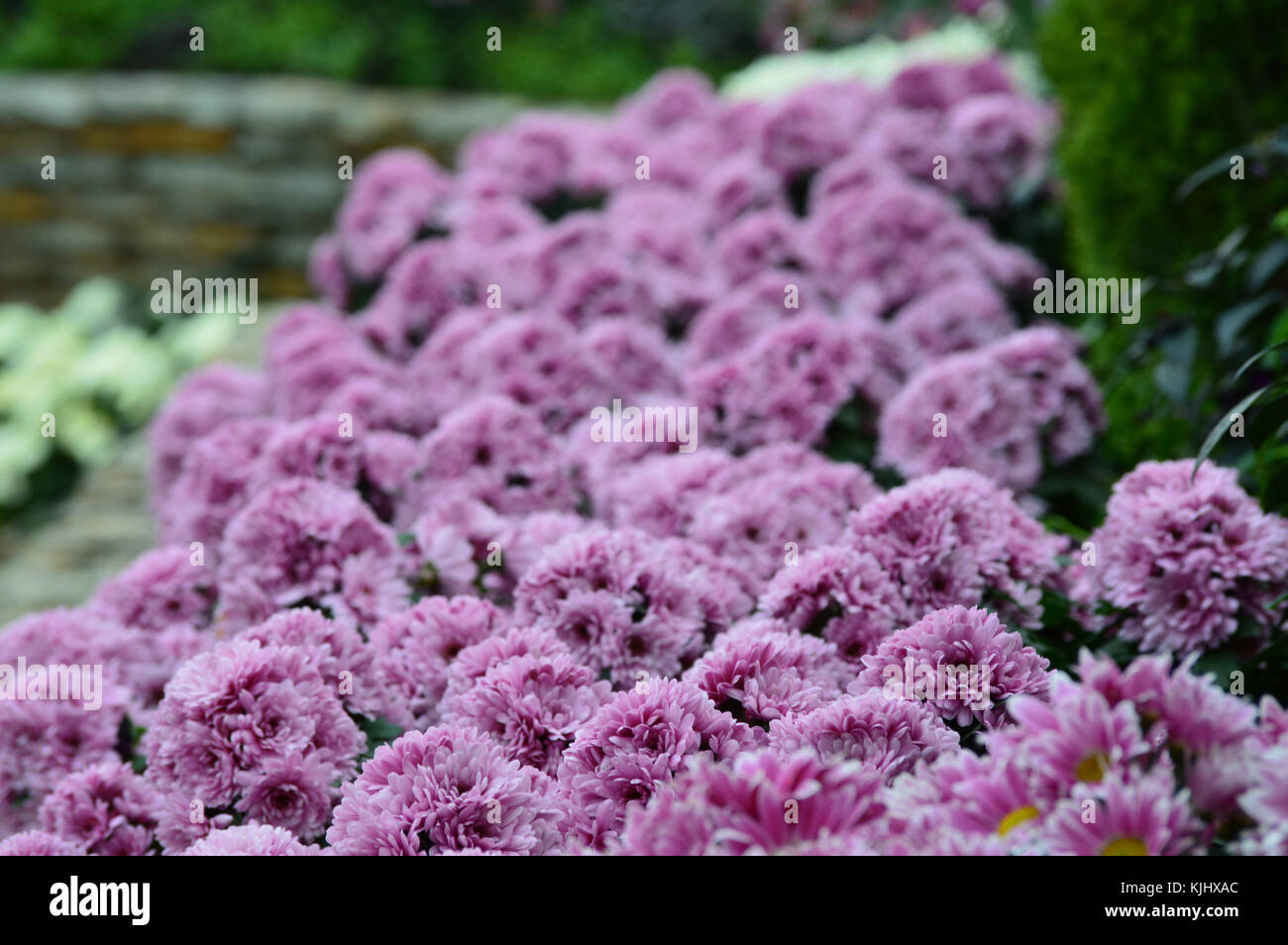 Purple flowers in the garden Stock Photo - Alamy