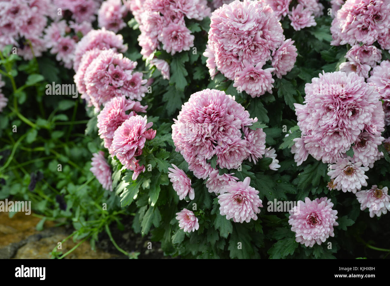 Purple flowers in the garden Stock Photo - Alamy