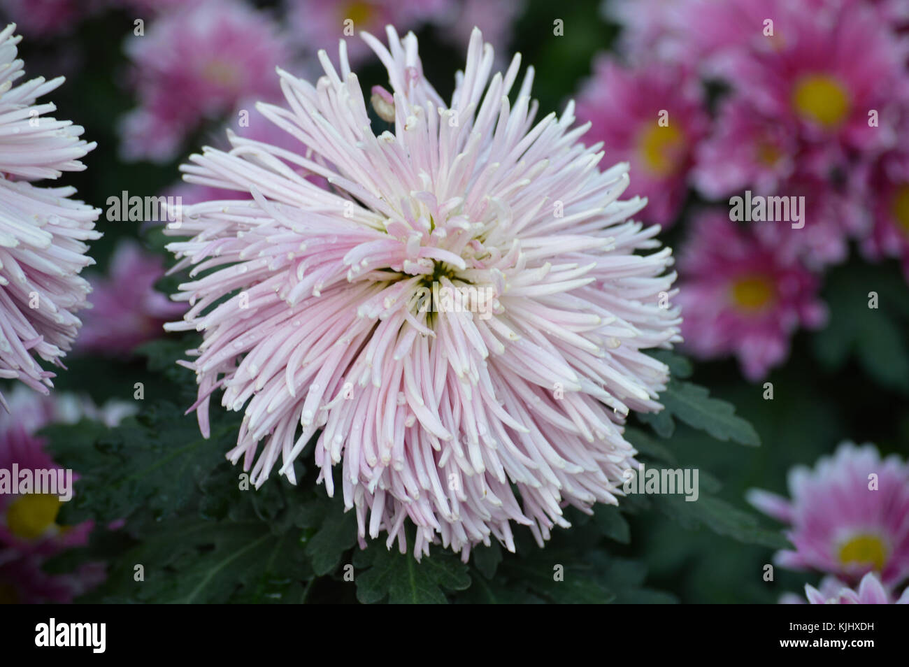 Purple flowers in the garden Stock Photo - Alamy