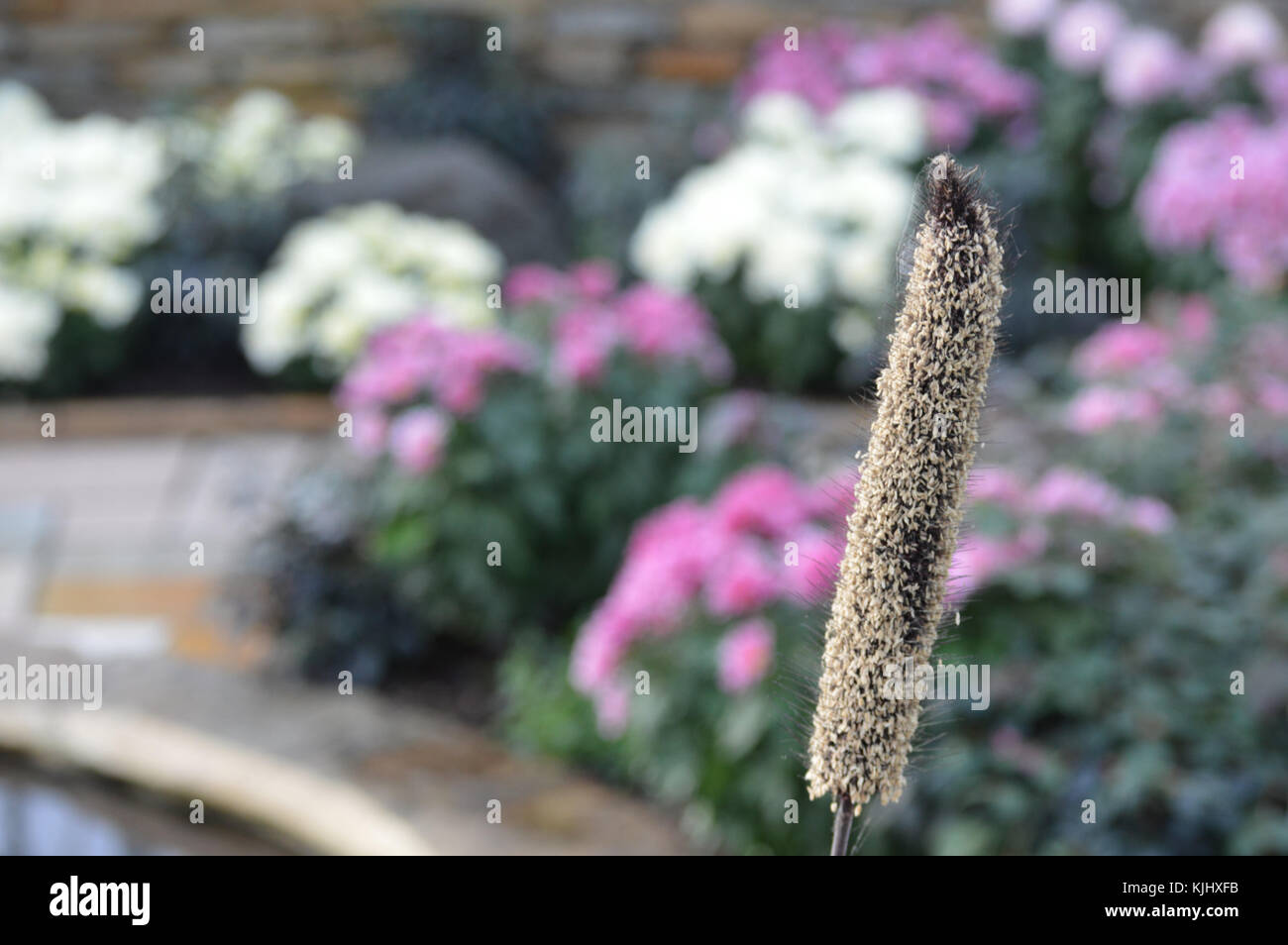 Purple flowers in the garden Stock Photo - Alamy