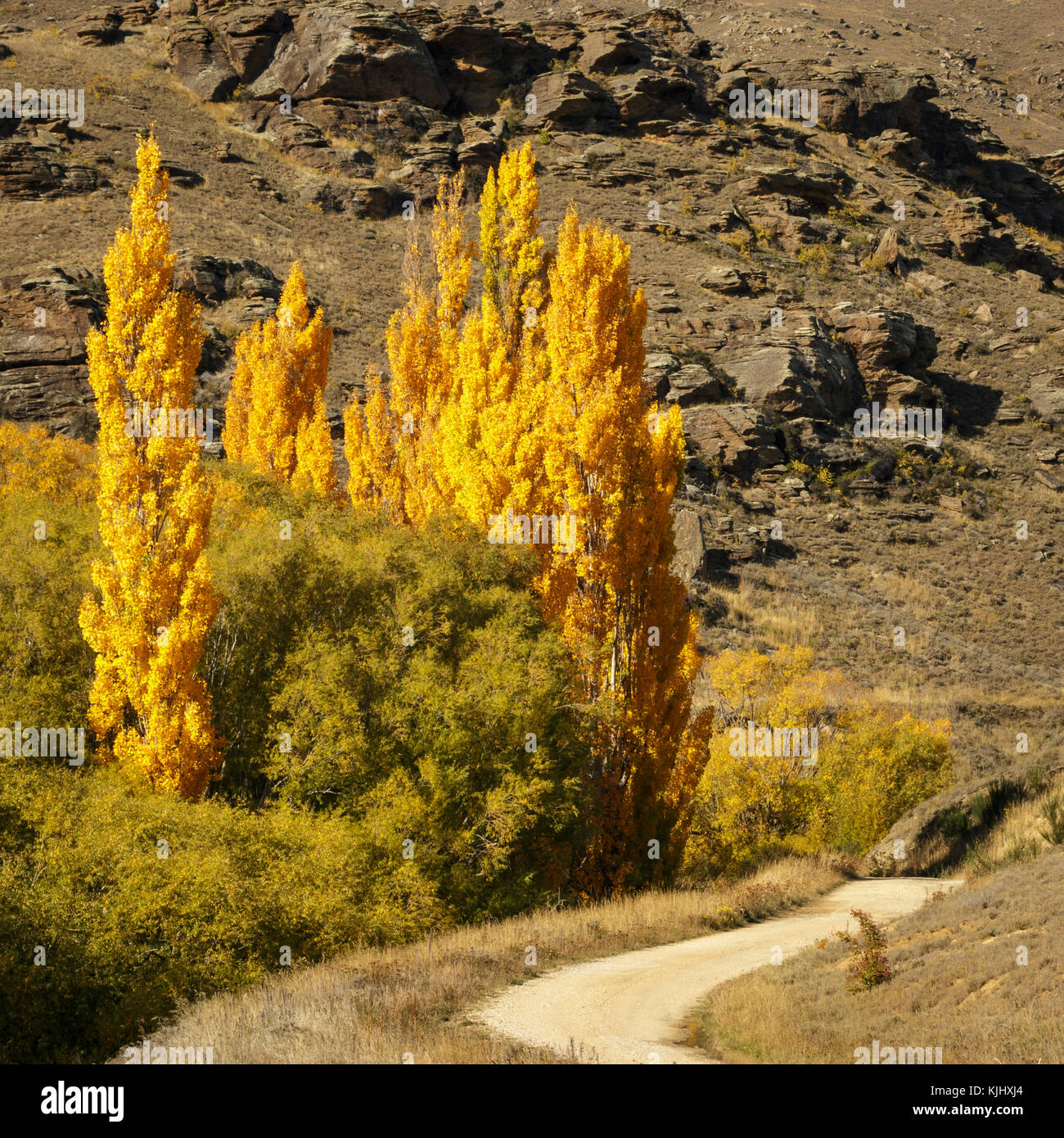 The Road to Nowhere. Autumn Poplars in Central Otago. Stock Photo