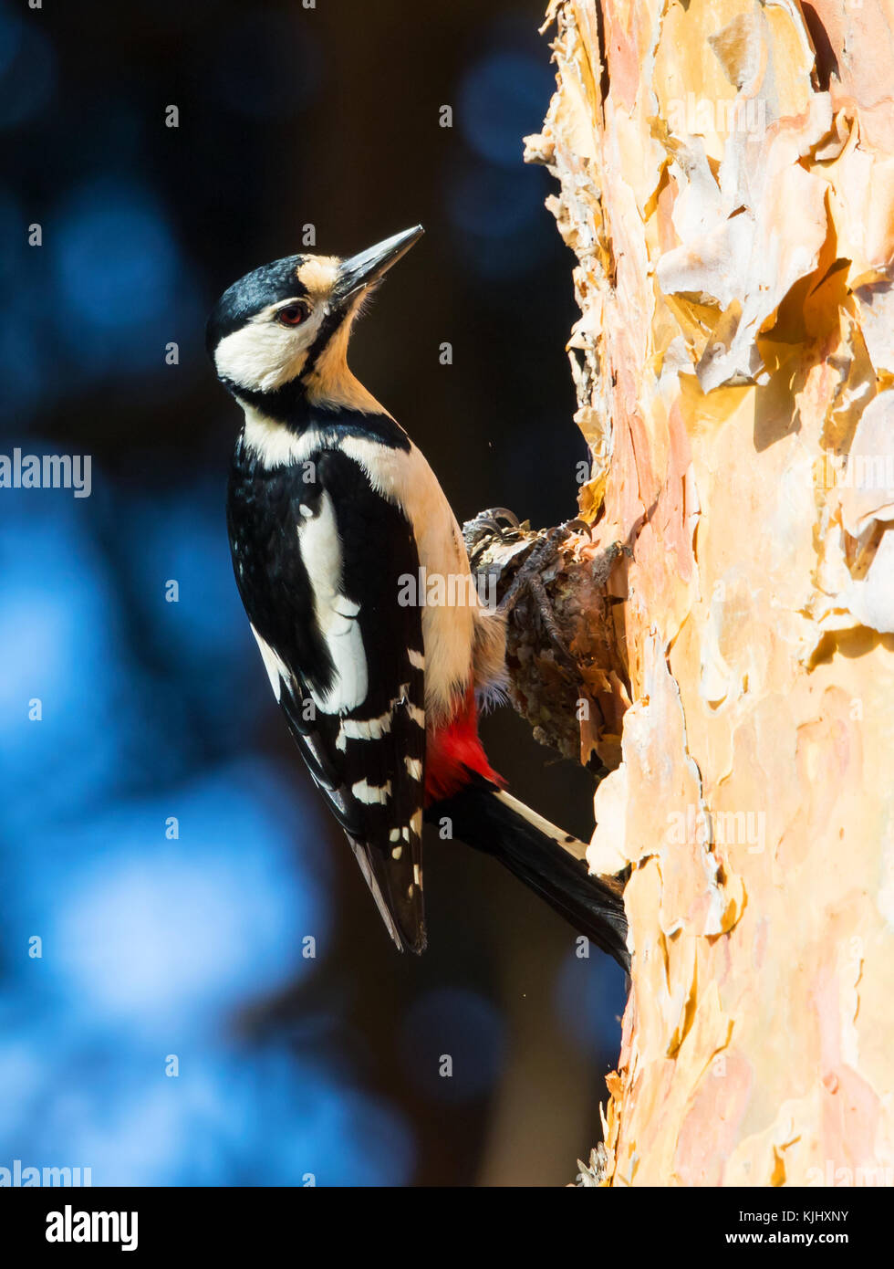 Great Spotted Woodpecker Stock Photo