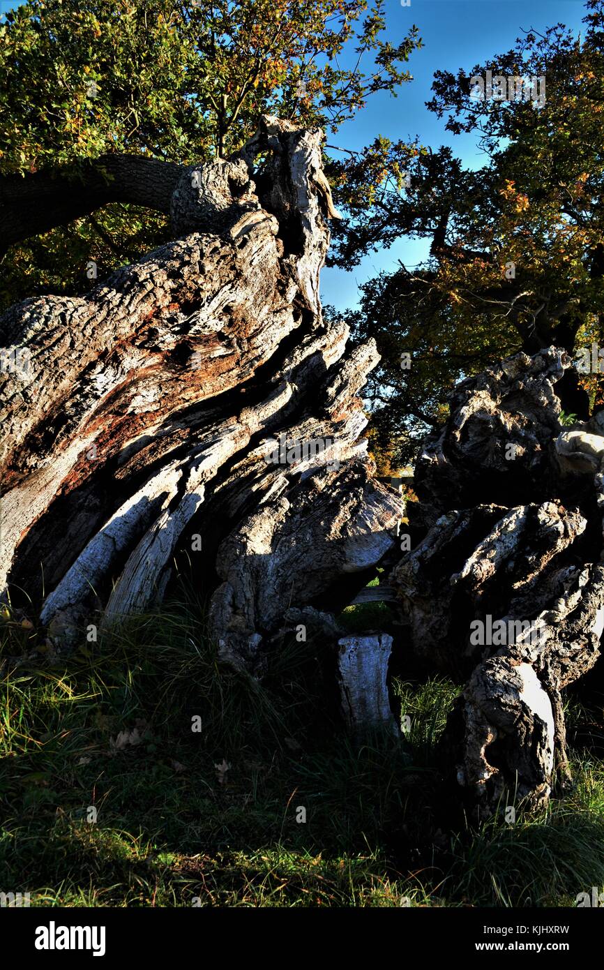 Dead fallen oak tree in nature reserve Suffolk, Uk as Autumn begins