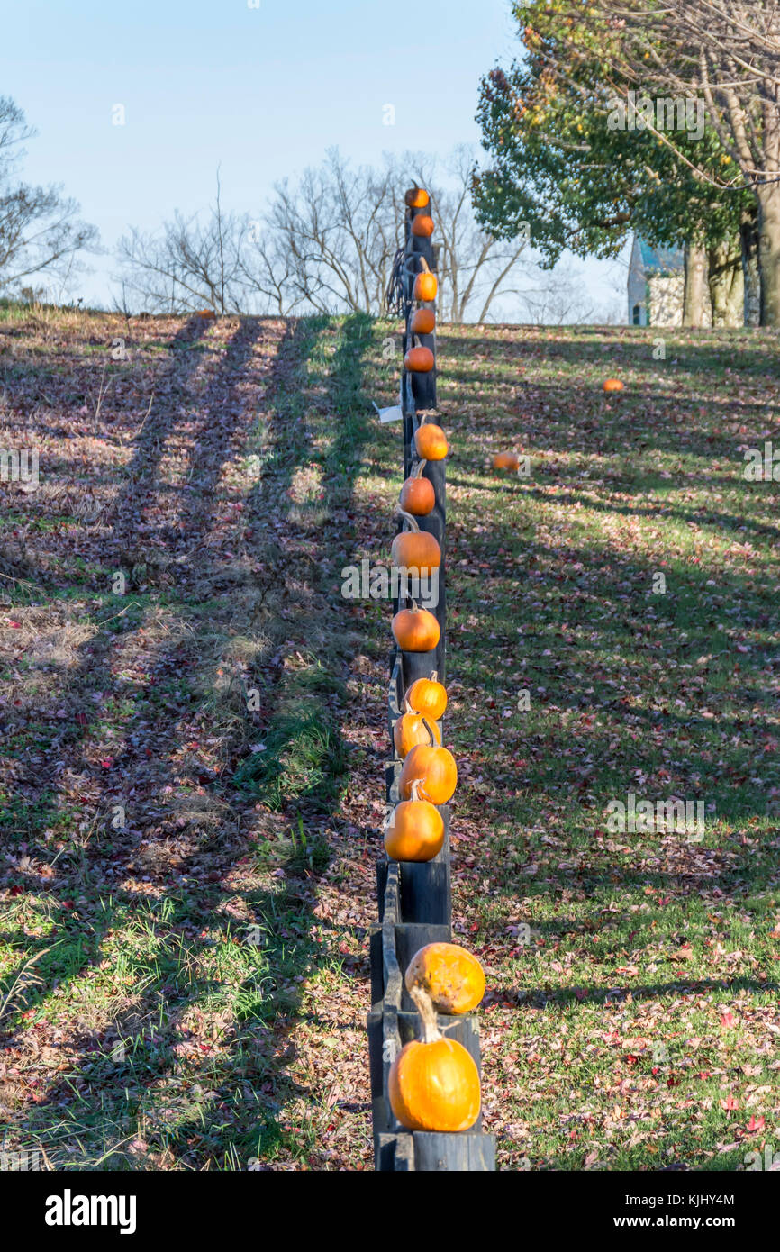 Pumpkins displayed on the top of wooden fence posts Stock Photo - Alamy
