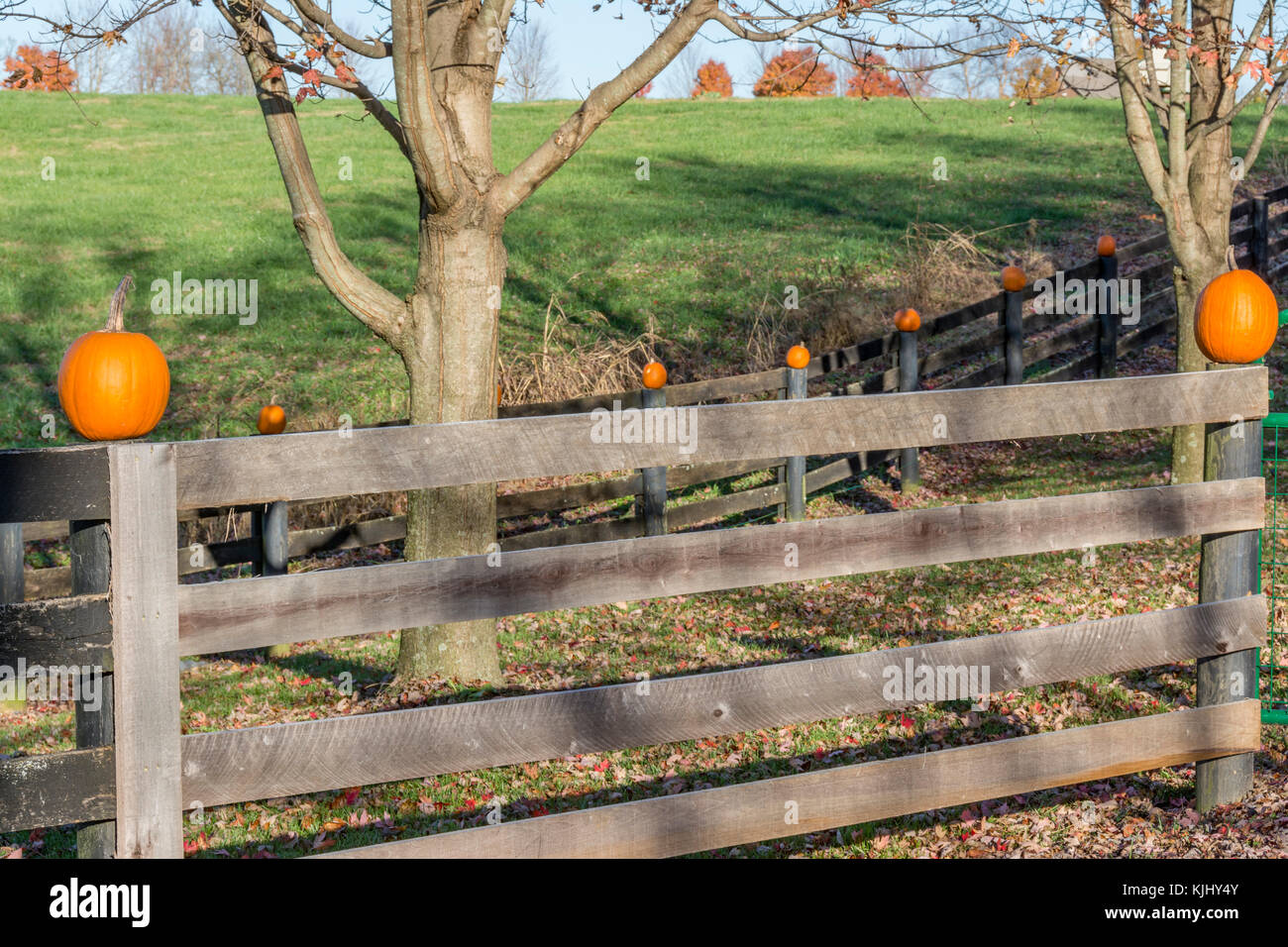Pumpkins displayed on the top of wooden fence posts Stock Photo - Alamy