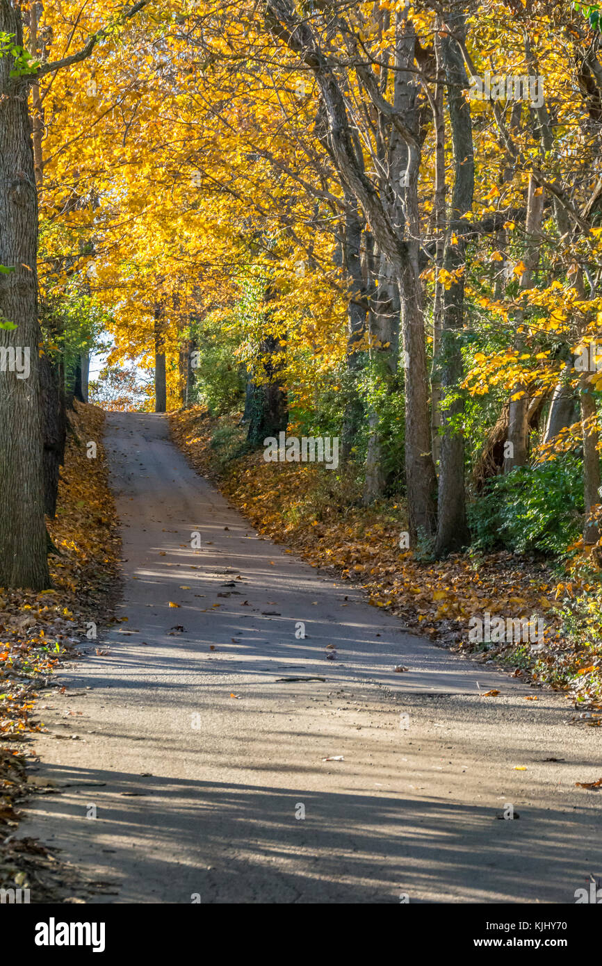 Colorful Autumn trees on a rural road in America Stock Photo