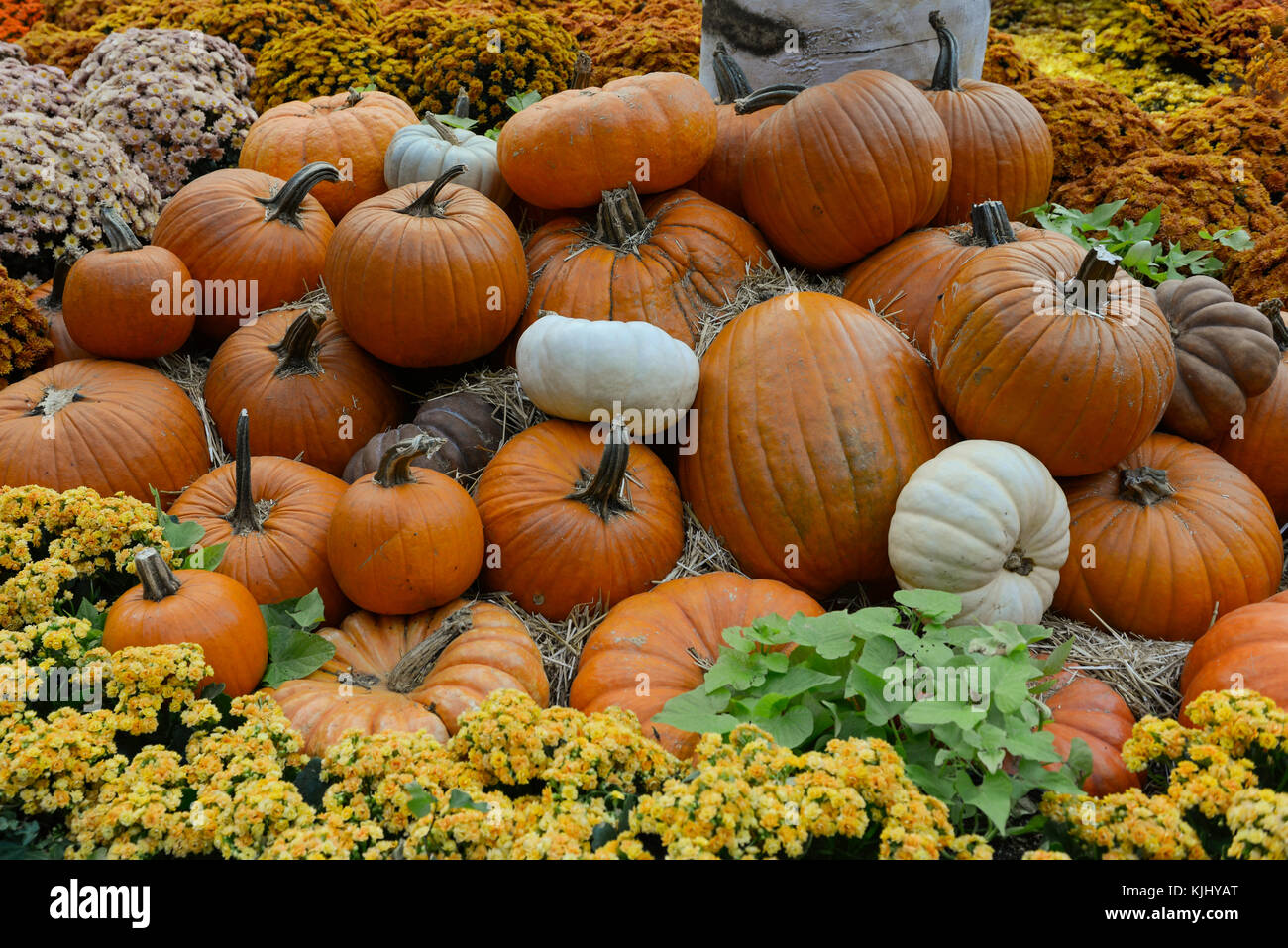 Autumn color with pumpkins and orange and yellow flowers Stock Photo ...