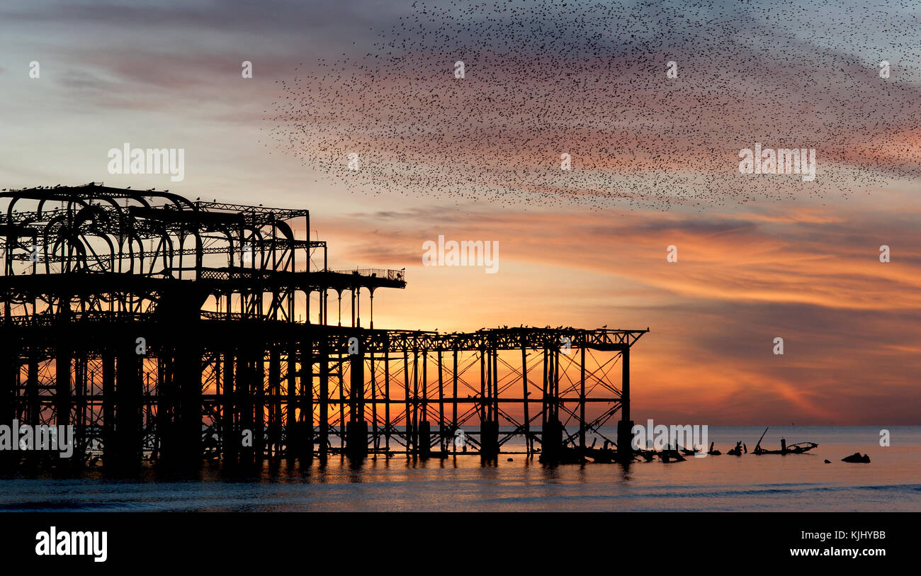 Murmuration over the ruins of Brighton's West Pier on the south coast of England. A flock of starlings swoops over the pier at sunset before roosting. Stock Photo