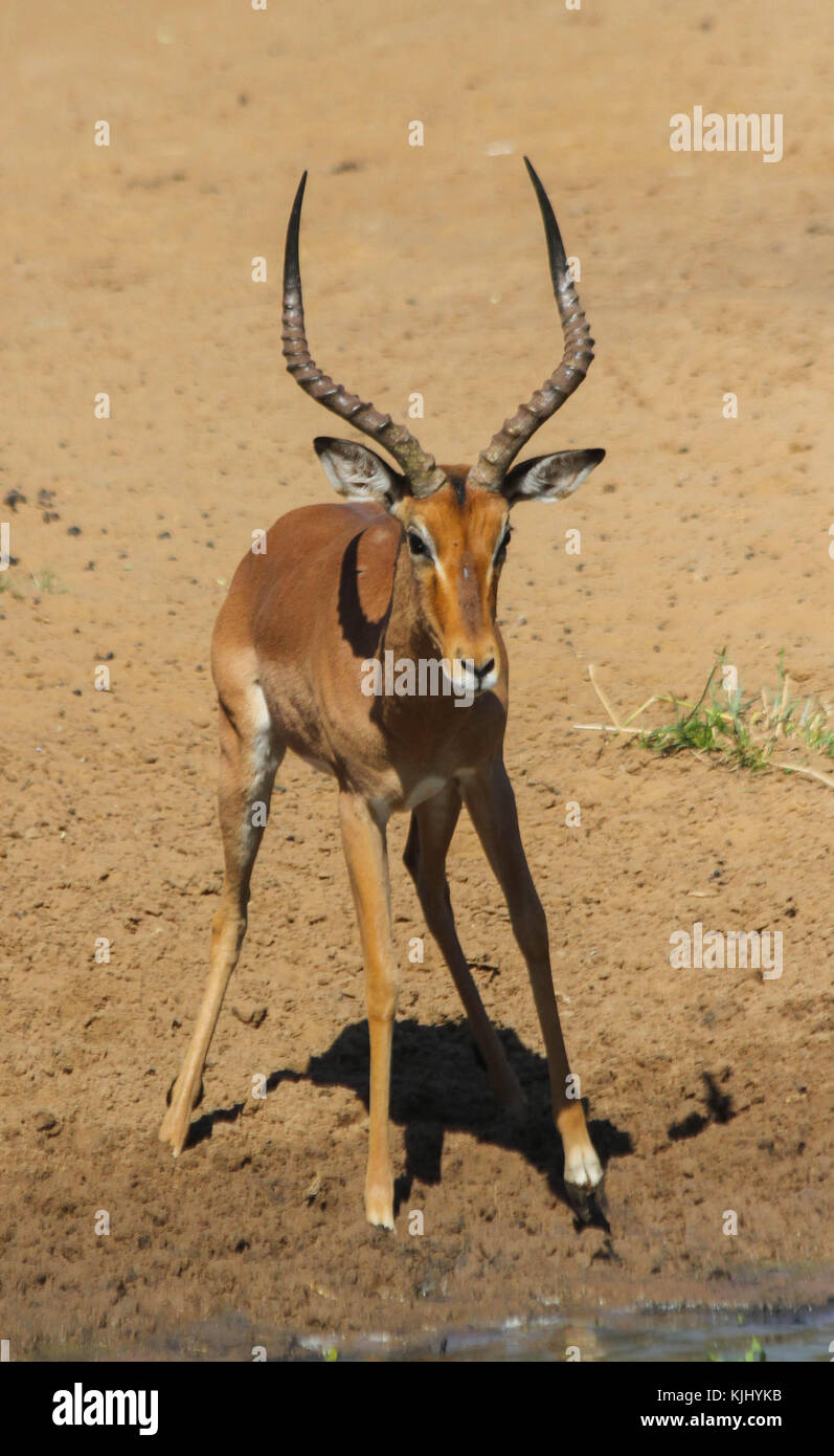 An Impala at the watering hole in Mkuze Game Reserve, South Africa Stock Photo