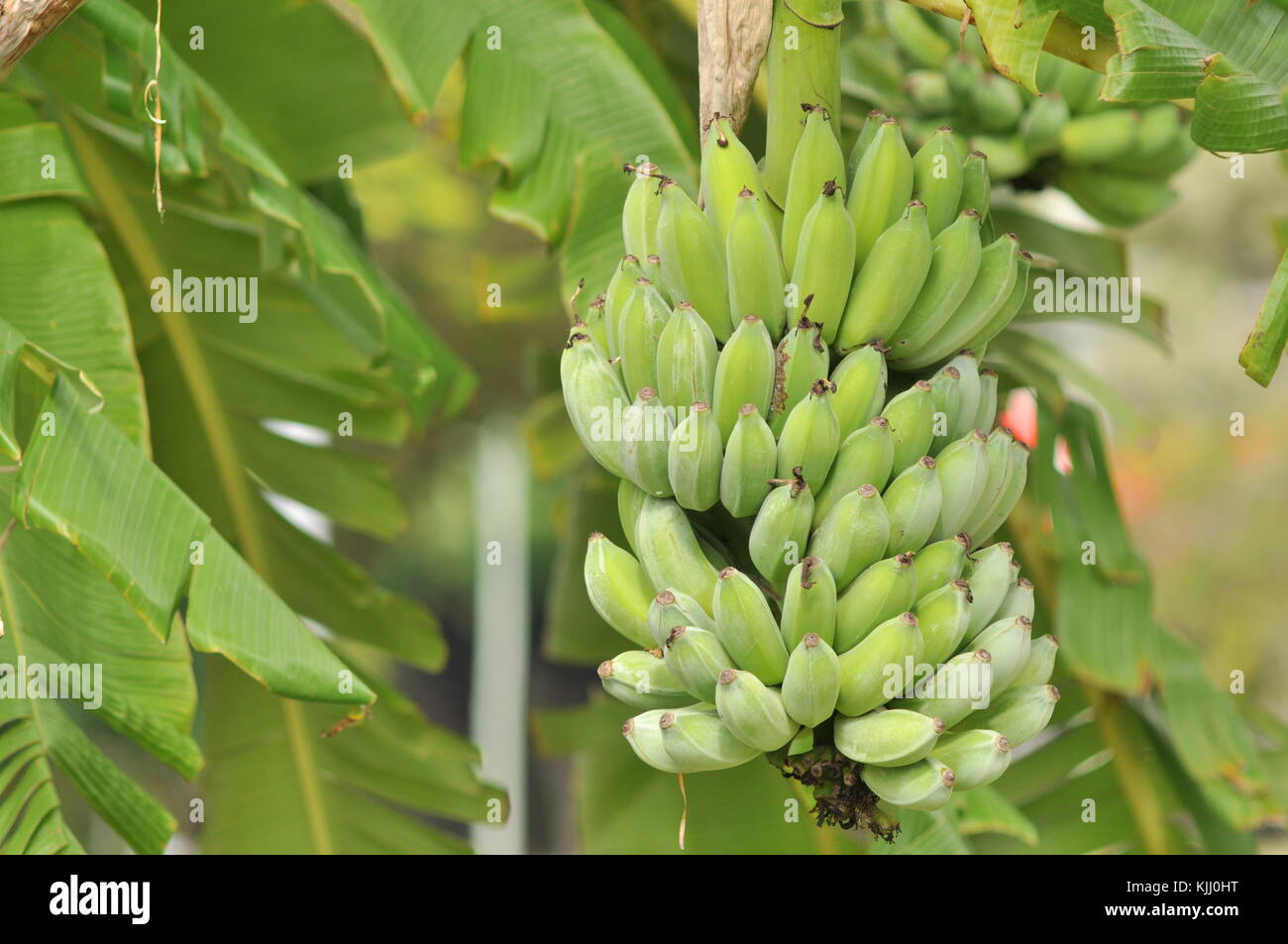Ducasse bananas hires stock photography and images Alamy