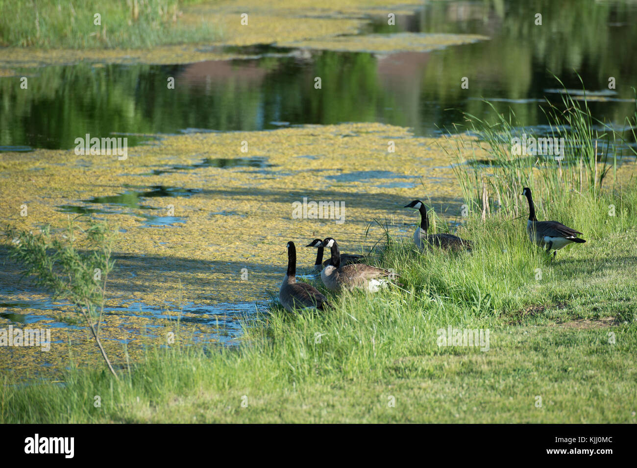A flock of geese entering a body of water Stock Photo