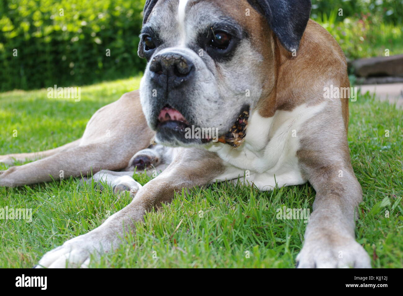 Dog Boxer Portrait in Garden during summer Stock Photo Alamy