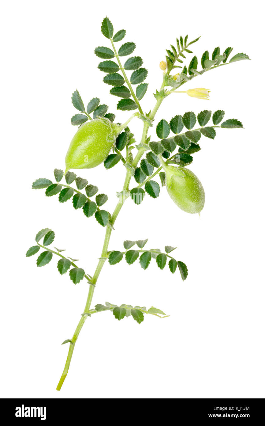 Kabuli Chickpea (Cicer arietinum), plant with pods and leaves. Clipping paths Stock Photo