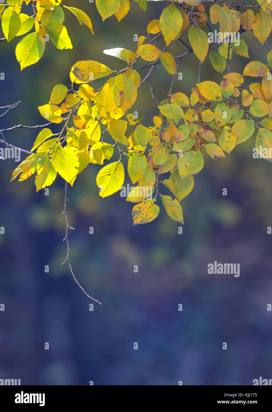 Nature autumn background with yellow leaves Stock Photo - Alamy
