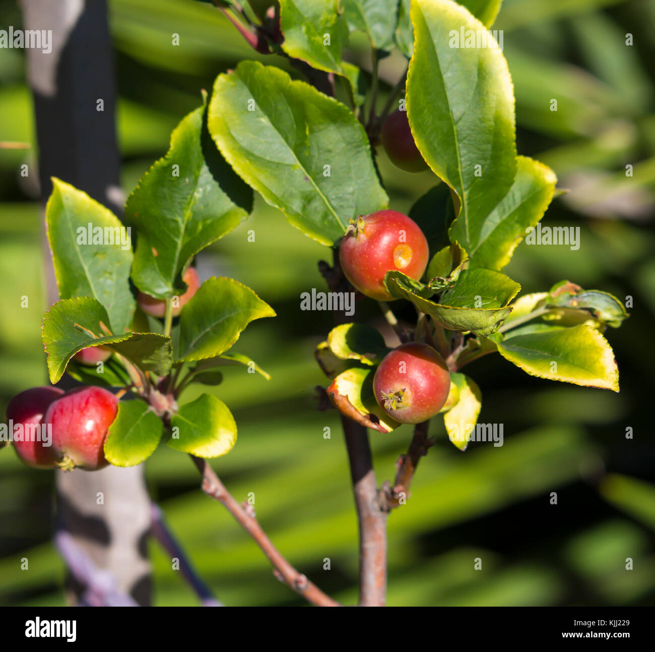 Malus  a genus of 30 to 55 species of small deciduous apple trees or shrubs in the family Rosaceae,  wild crabapple being a  tree  with red fruit. Stock Photo