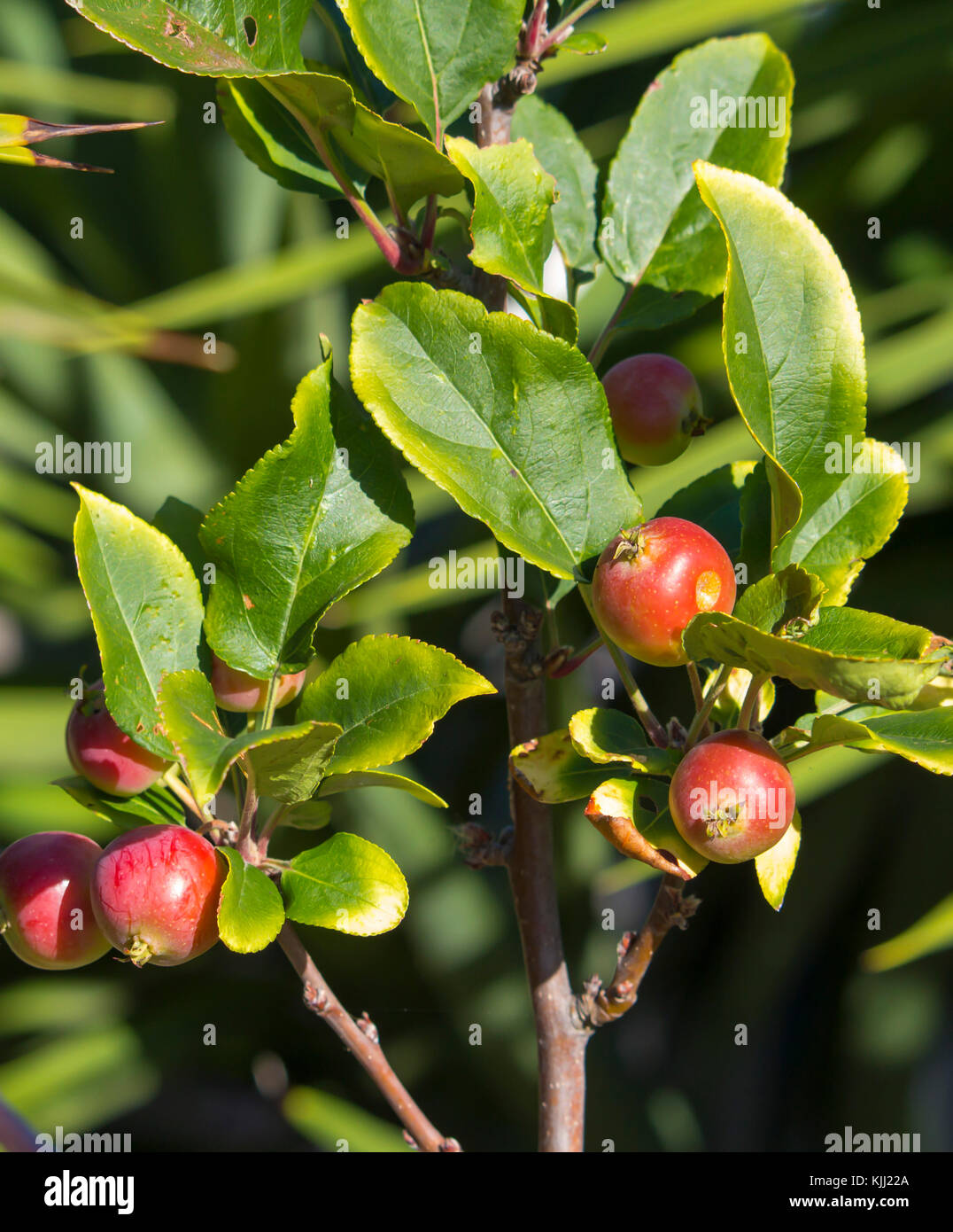 Malus  a genus of 30 to 55 species of small deciduous apple trees or shrubs in the family Rosaceae,  wild crabapple being a  tree  with red fruit. Stock Photo