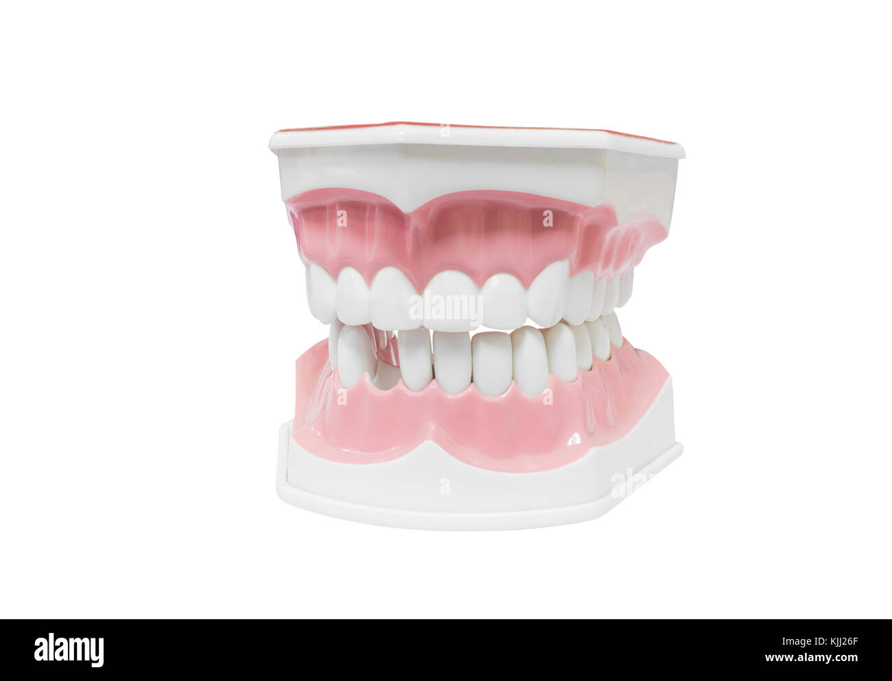 Dental Model Of Teeth Stock Photo 166354007 Alamy